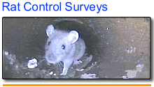 rat control drain surveys